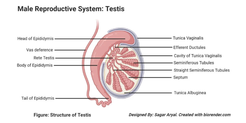 Although it is still unclear whether these lab-grown testes can generate sperm Although it is still unclear whether these lab-grown testes can generate sperm