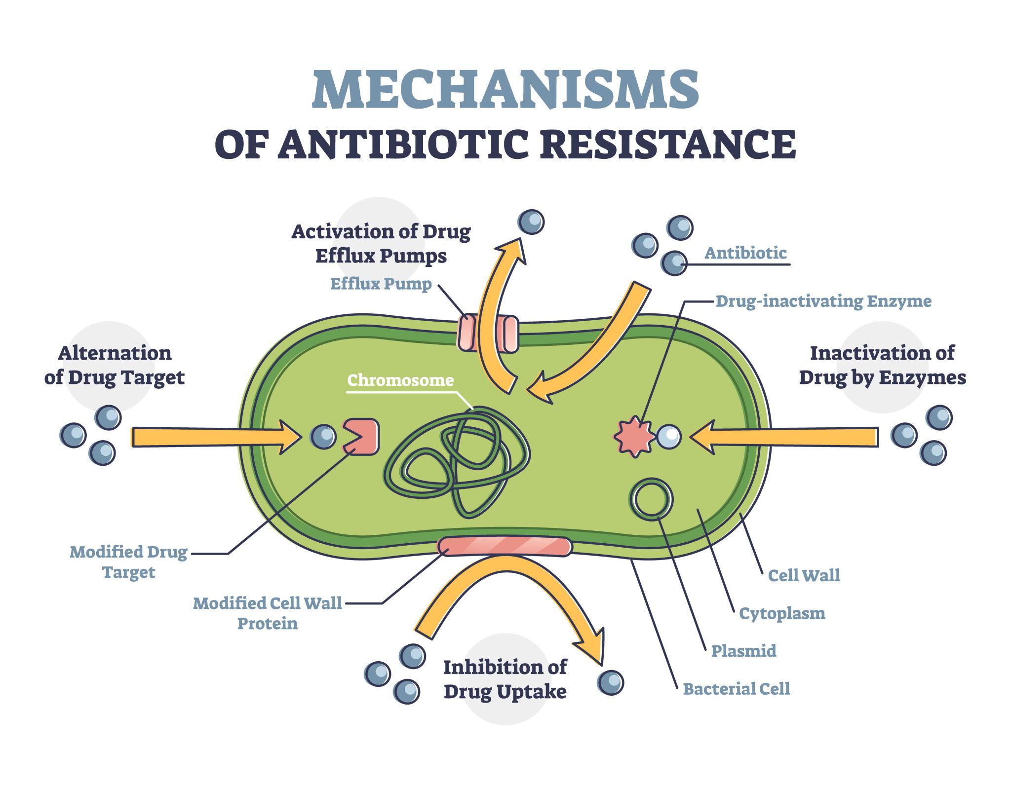 antibiotics working