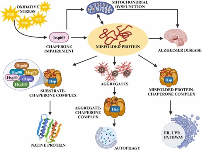 Chaperone-mediated degradation pathway of misfolded proteins (Sharma et al, 2025)