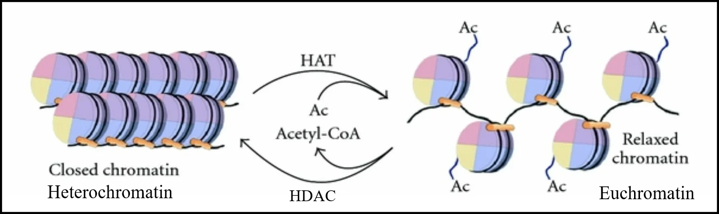 - Chromatin Dynamics within the Epigenome: Open Chromatin shows Euchromatin, while Closed Chromatin shows Heterochromatin.