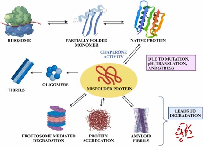 Mechanism of Protein Folding in AD (Sharma et al, 2025)).