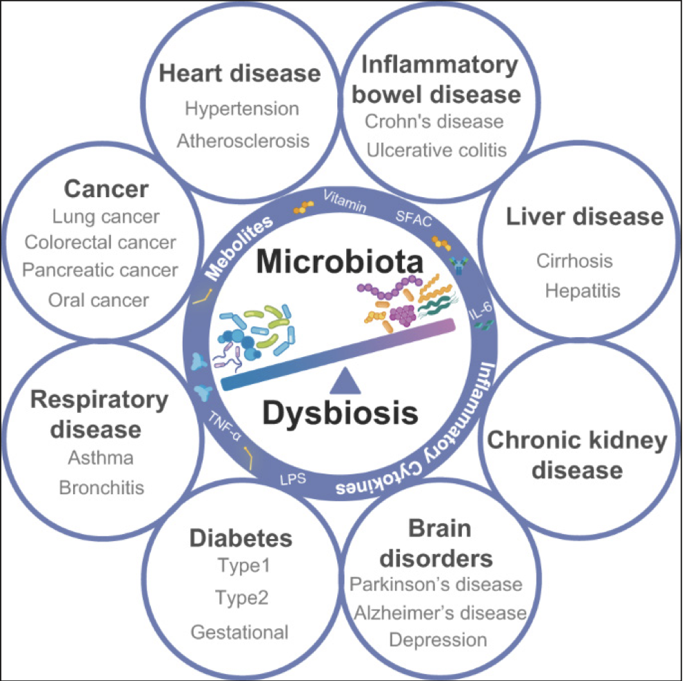Microbiome modulation strategies in translational medicine