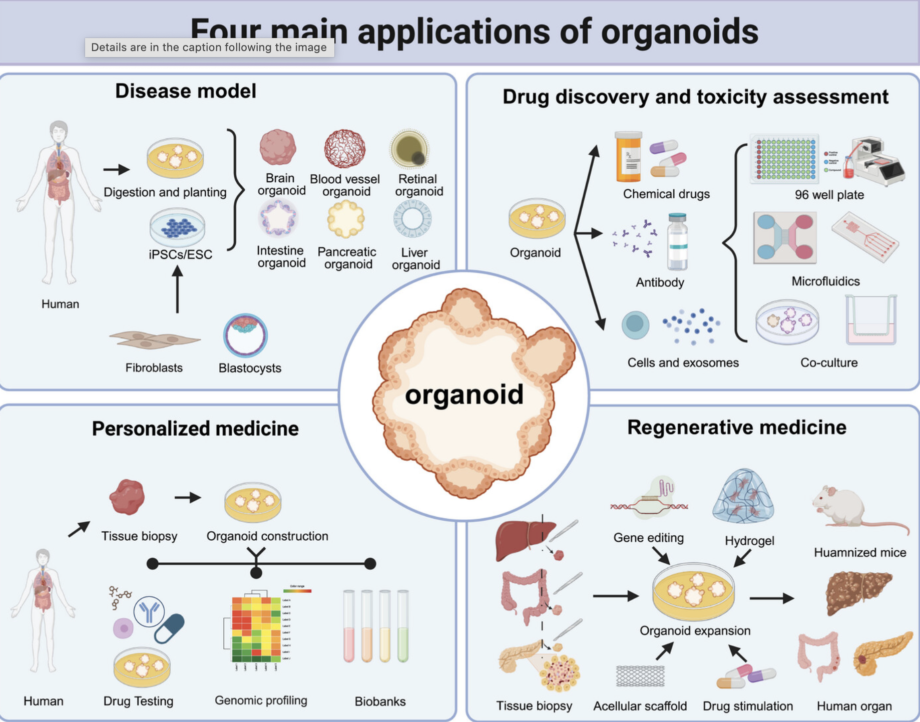  Major applications of organoids include disease modelling, drug discovery and toxicity testing