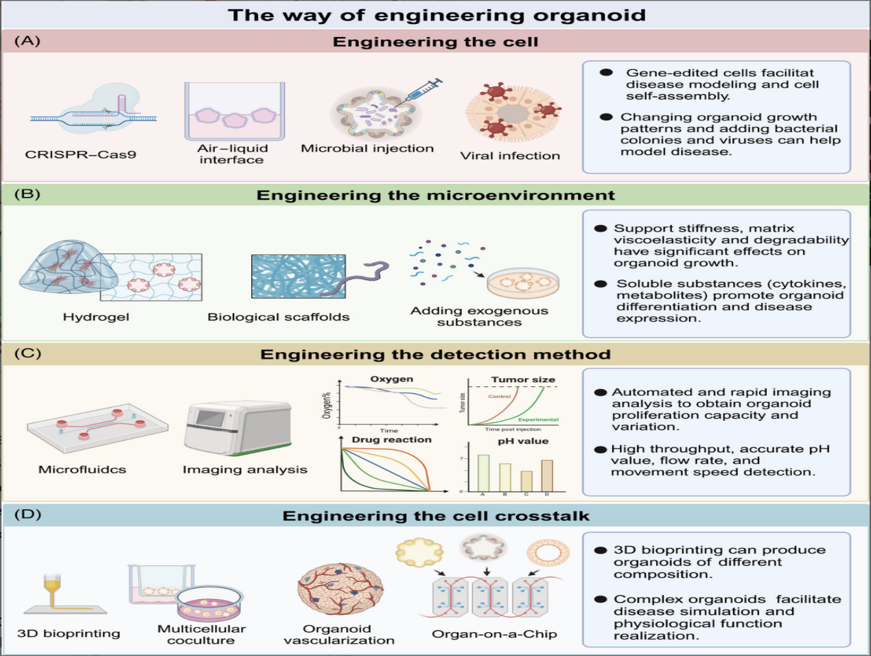 Organoid Toxicity Testing as an Animal Replacement