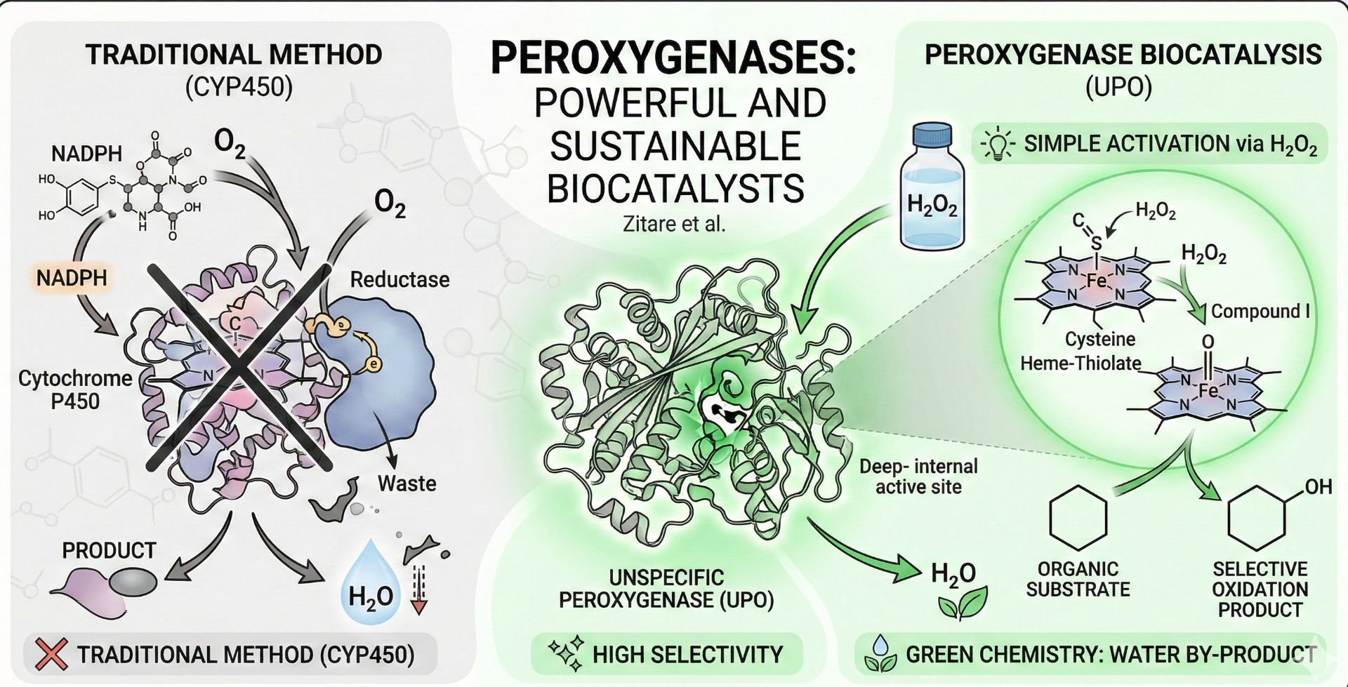 Comparison of traditional enzyme oxidation vs. sustainable peroxygenase biocatalysis, featuring the heme-thiolate active site and green chemistry outputs.