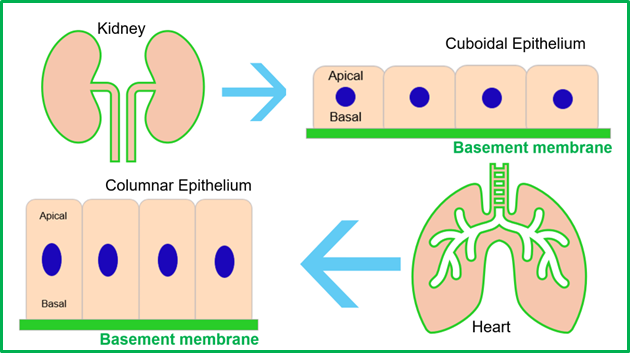Schematic illustration of epithelium.