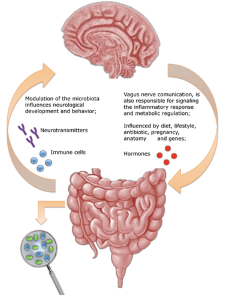 Schematic illustration showing bidirectional communication between the gut microbiota and the brain